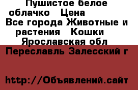 Пушистое белое облачко › Цена ­ 25 000 - Все города Животные и растения » Кошки   . Ярославская обл.,Переславль-Залесский г.